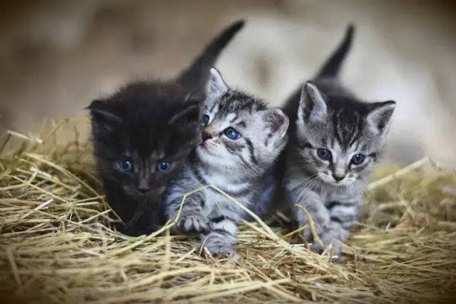 Combien De Temps Un Chaton Peut Rester Sans Sa Mère? - Animal Comment