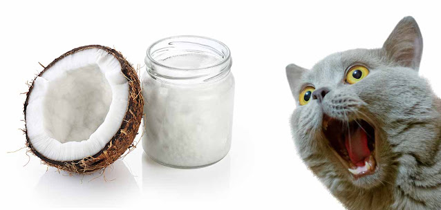 Huile De Coco Chat 7 Bienfaits Pour La Sante